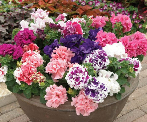 Petunia Ballerina Party Pack and 10L Compost kit
