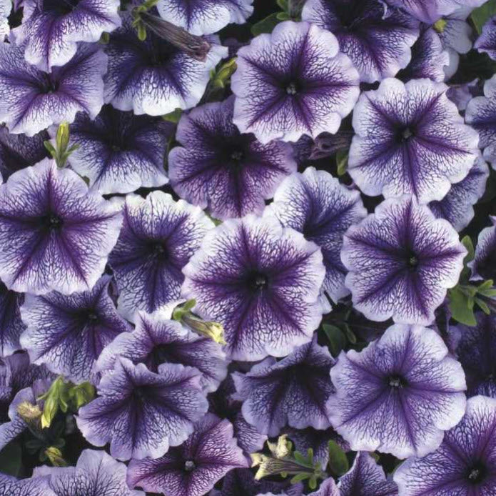 Blue/Purple Vein Hanging Basket