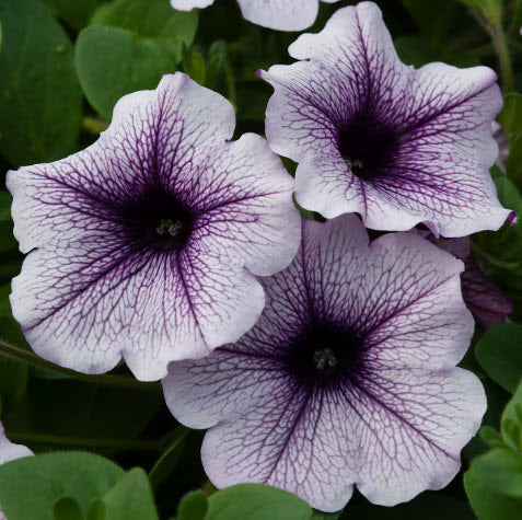 Blue/Purple Vein Hanging Basket