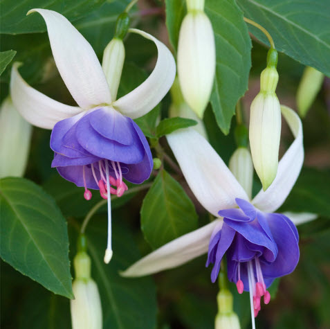 Delta Sarah Fuchsia Hanging Basket