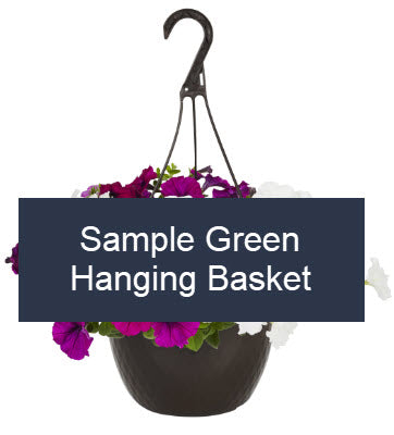 Geranium Candy Floss Hanging Basket