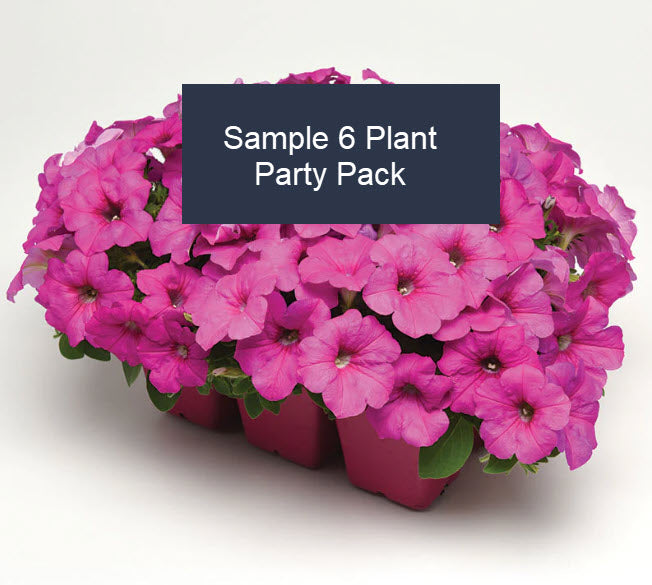 Petunia Mixed Pink to Purple Party Pack and 10L Compost kit