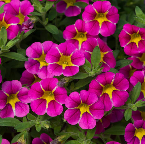 Starlight Rich Pink Hanging Basket