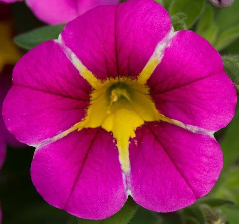 Starlight Rich Pink Hanging Basket
