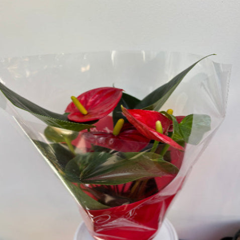 Red Flamingo Flower (Anthurium Andraeanum)