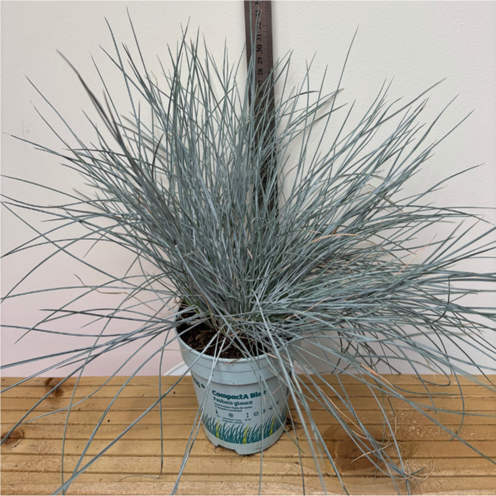 Festuca glauca ‘Elijah Blue’ — Blue Grass