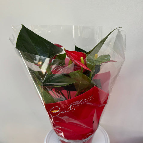 Red Flamingo Flower (Anthurium Andraeanum)