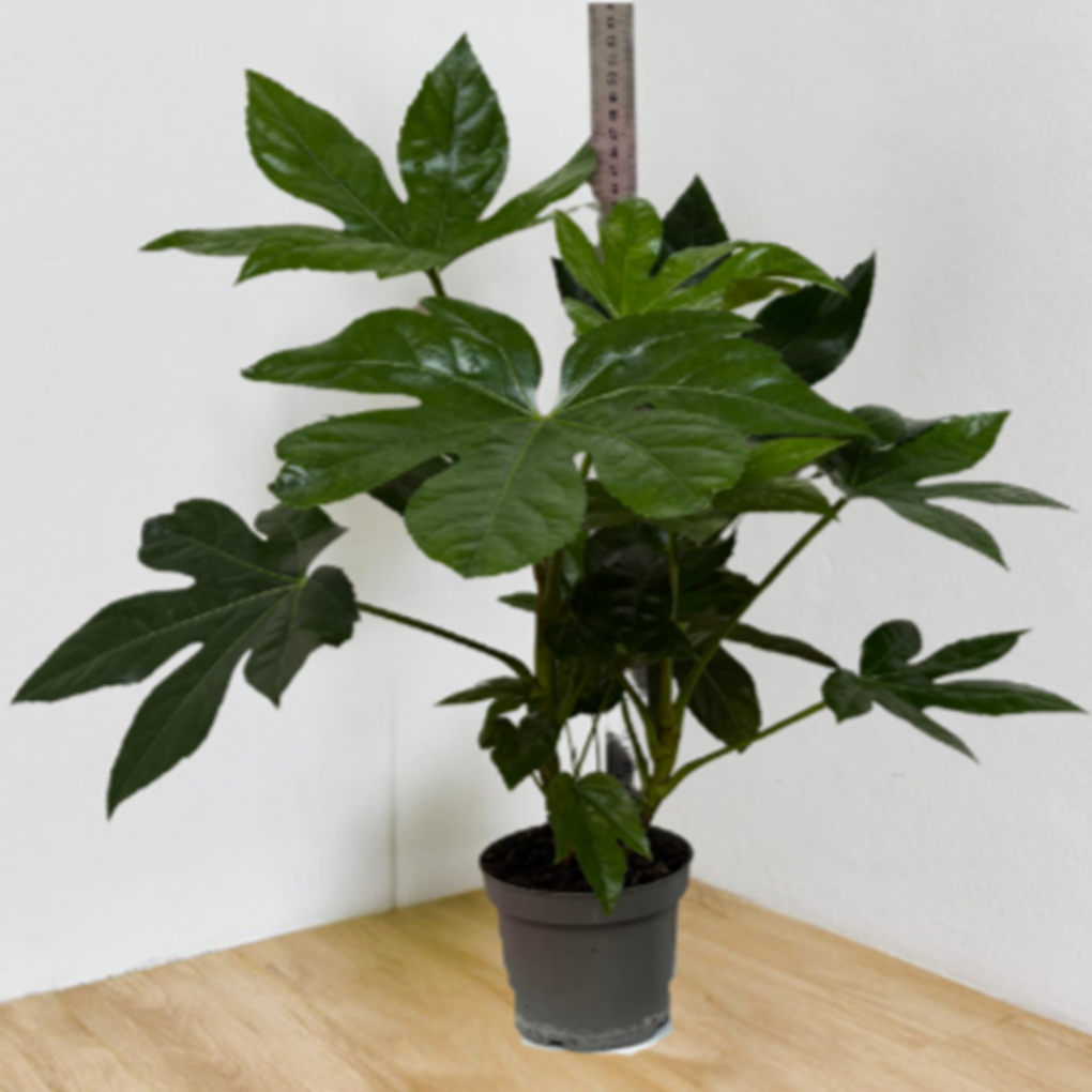 Fatsia Japonica — Japanese Aralia