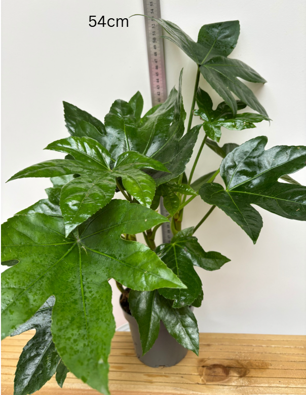 Fatsia Japonica — Japanese Aralia