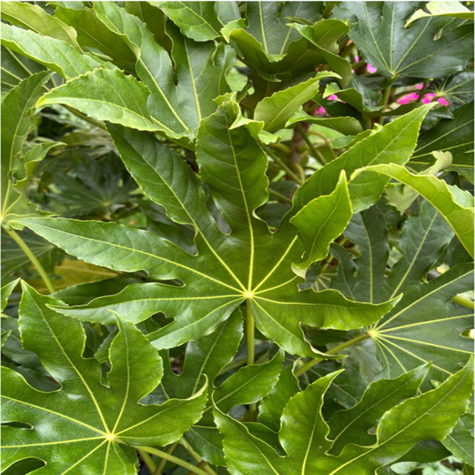 Fatsia Japonica — Japanese Aralia