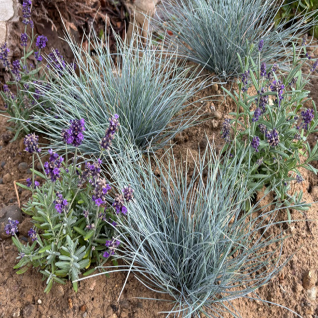 Festuca glauca ‘Elijah Blue’ — Blue Grass
