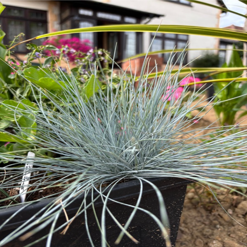 Festuca glauca ‘Elijah Blue’ — Blue Grass