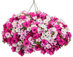 PRE-Order for 2026 Hanging Baskets