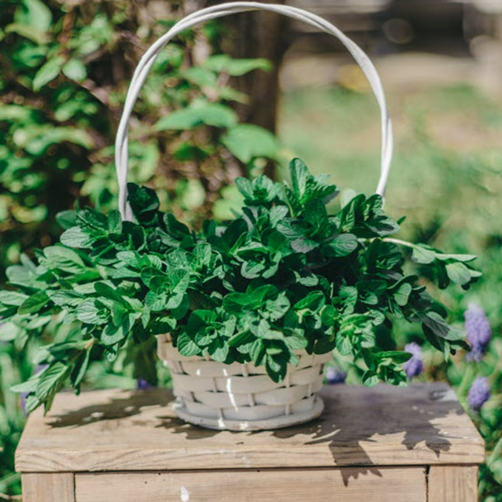 Herbal Tea Lover’s Hanging Basket – Fresh Homegrown Infusions! 🍵
