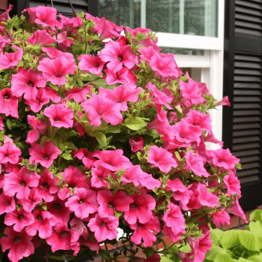 Petunia Hot Pink Hanging Basket