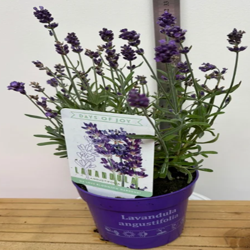 English Lavender - Lavandula angustifolia