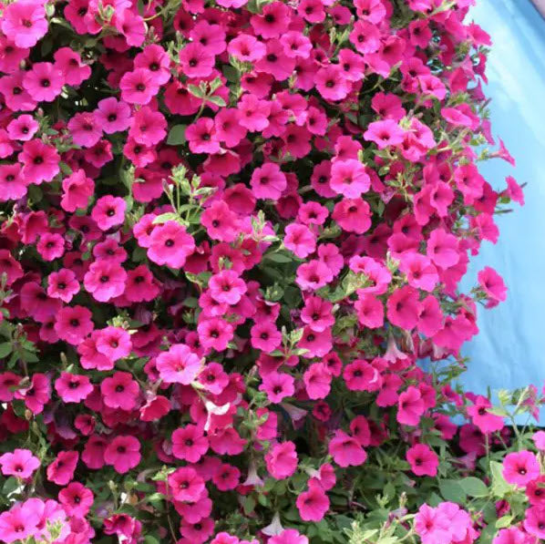 PRE-Order for 2026 Hanging Baskets