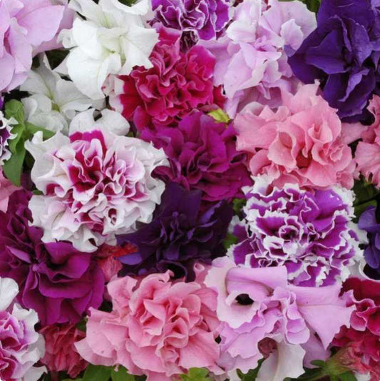 Petunia Ballerina Party Pack and 10L Compost kit