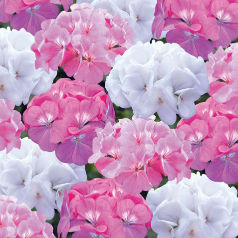 Geranium Candy Floss Hanging Basket