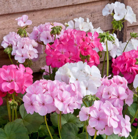 Geranium Candy Floss Hanging Basket