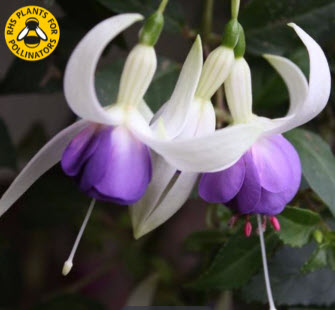 Delta Sarah Fuchsia Hanging Basket