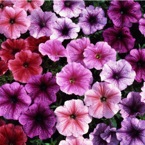 Petunia Mixed Pink to Purple Party Pack and 10L Compost kit