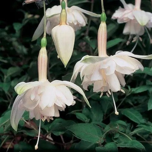 Giant White Marshmallow Hanging Basket