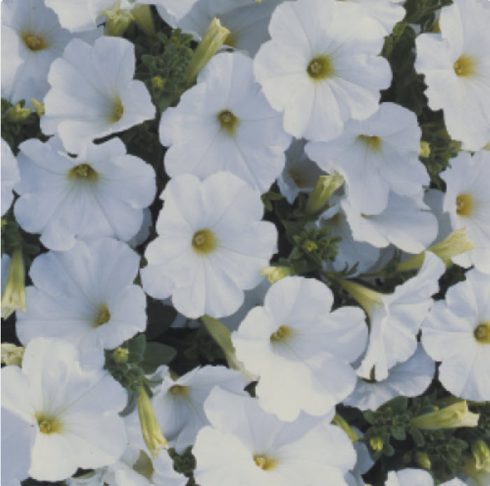 PRE-Order for 2026 Hanging Baskets
