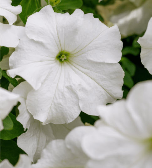 PRE-Order for 2026 Hanging Baskets