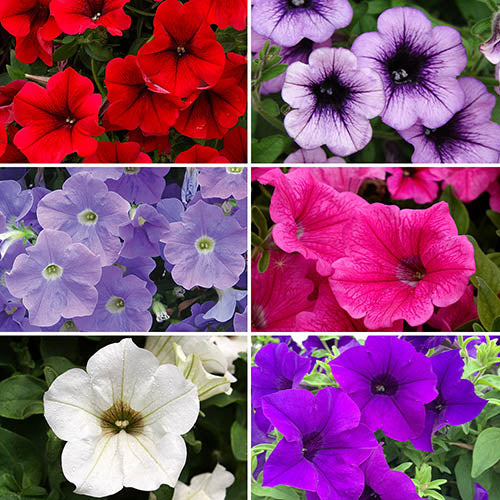 PRE-Order for 2026 Hanging Baskets