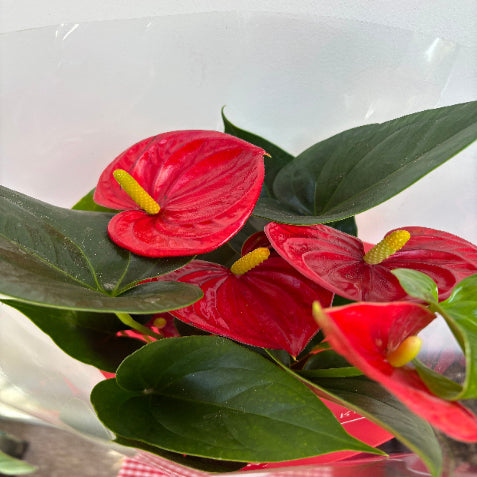 Red Flamingo Flower (Anthurium Andraeanum)
