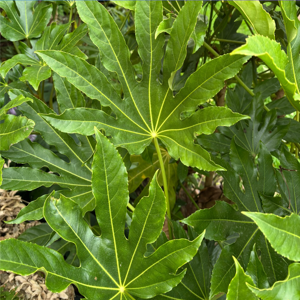 Fatsia Japonica — Japanese Aralia