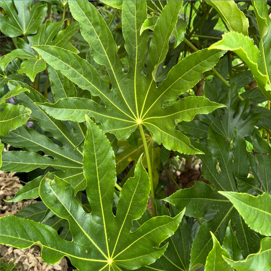 Fatsia Japonica — Japanese Aralia