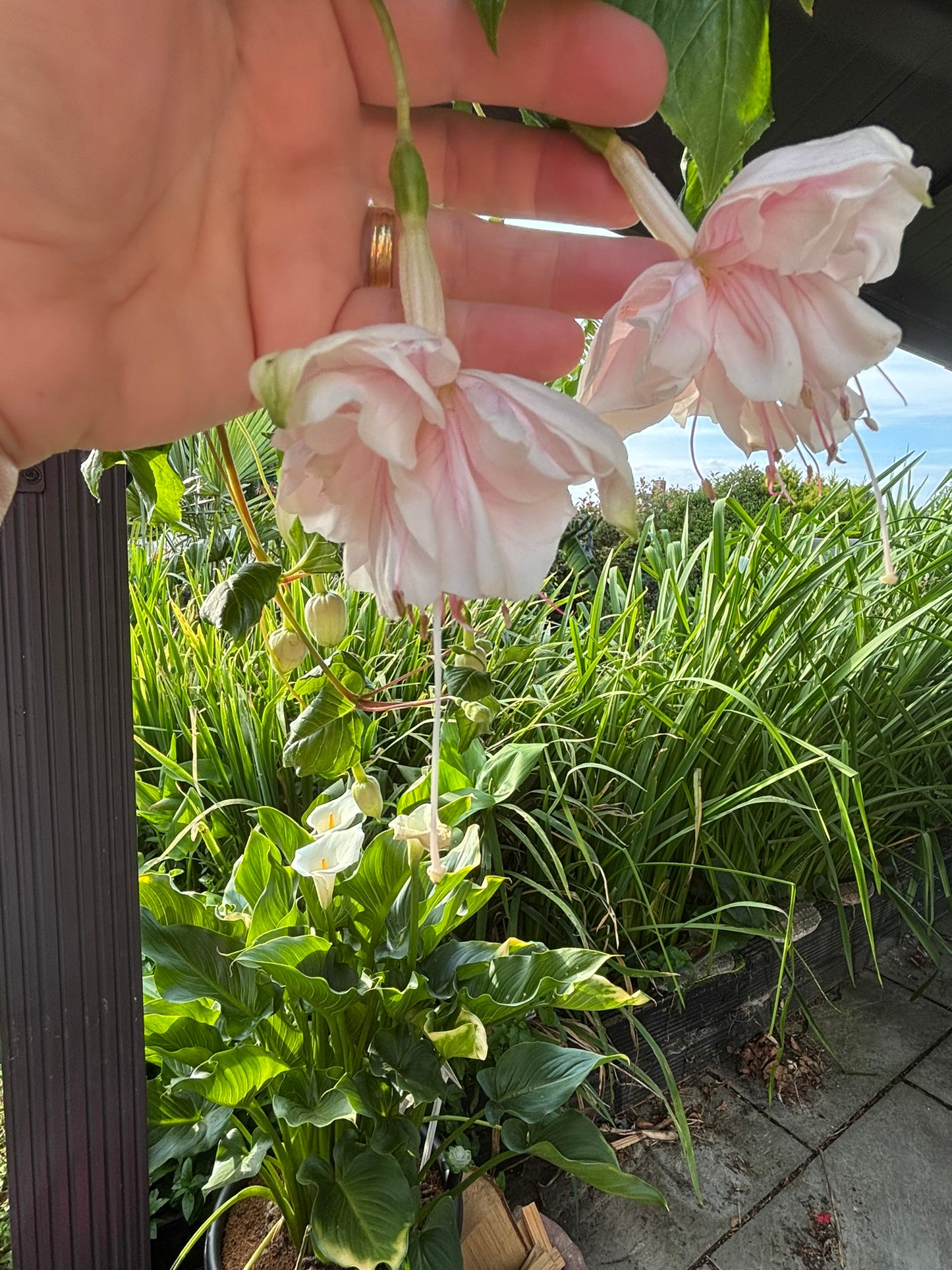 Giant White Marshmallow Hanging Basket