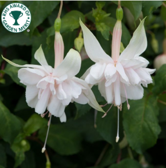 White Fuchsia