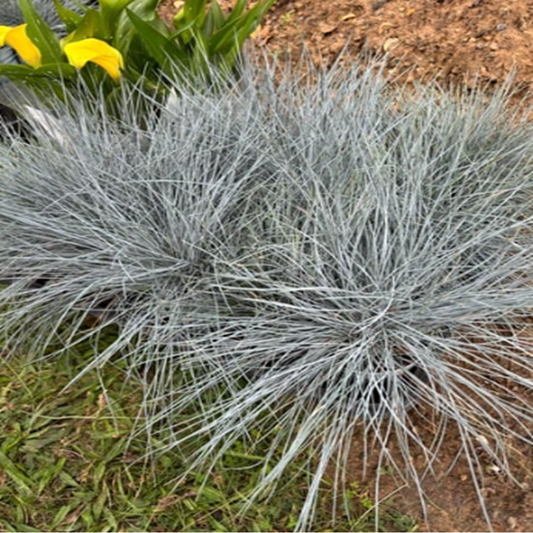 Festuca glauca ‘Elijah Blue’ — Blue Grass
