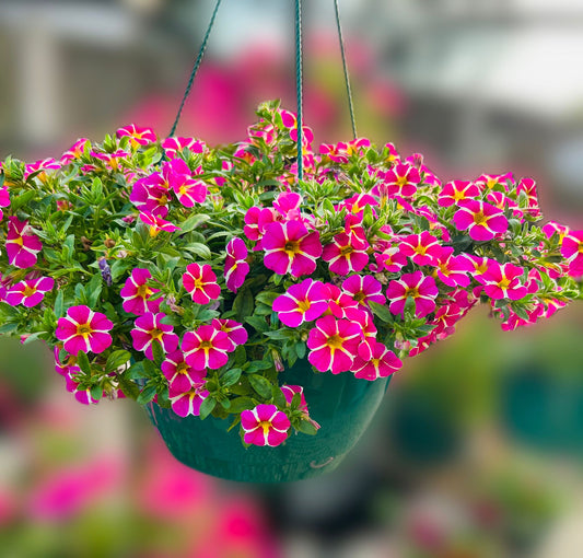 Starlight Rich Pink Hanging Basket