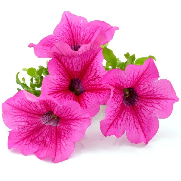 Petunia Hot Pink Hanging Basket
