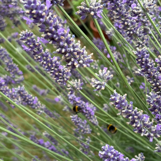 English Lavender - Lavandula angustifolia