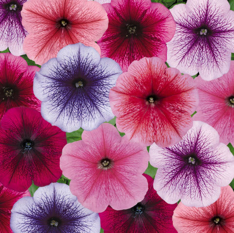 Petunia Mixed Pink to Purple Party Pack and 10L Compost kit