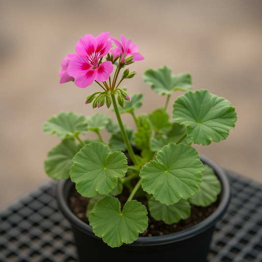 Geranium Black Round Planter